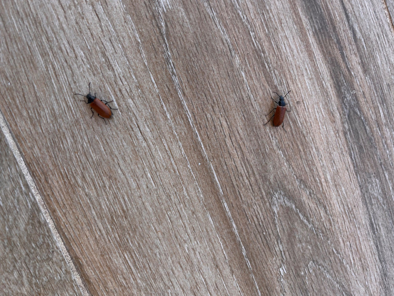 Weichkäfer (Gattung Rhagonycha) — Bild 1