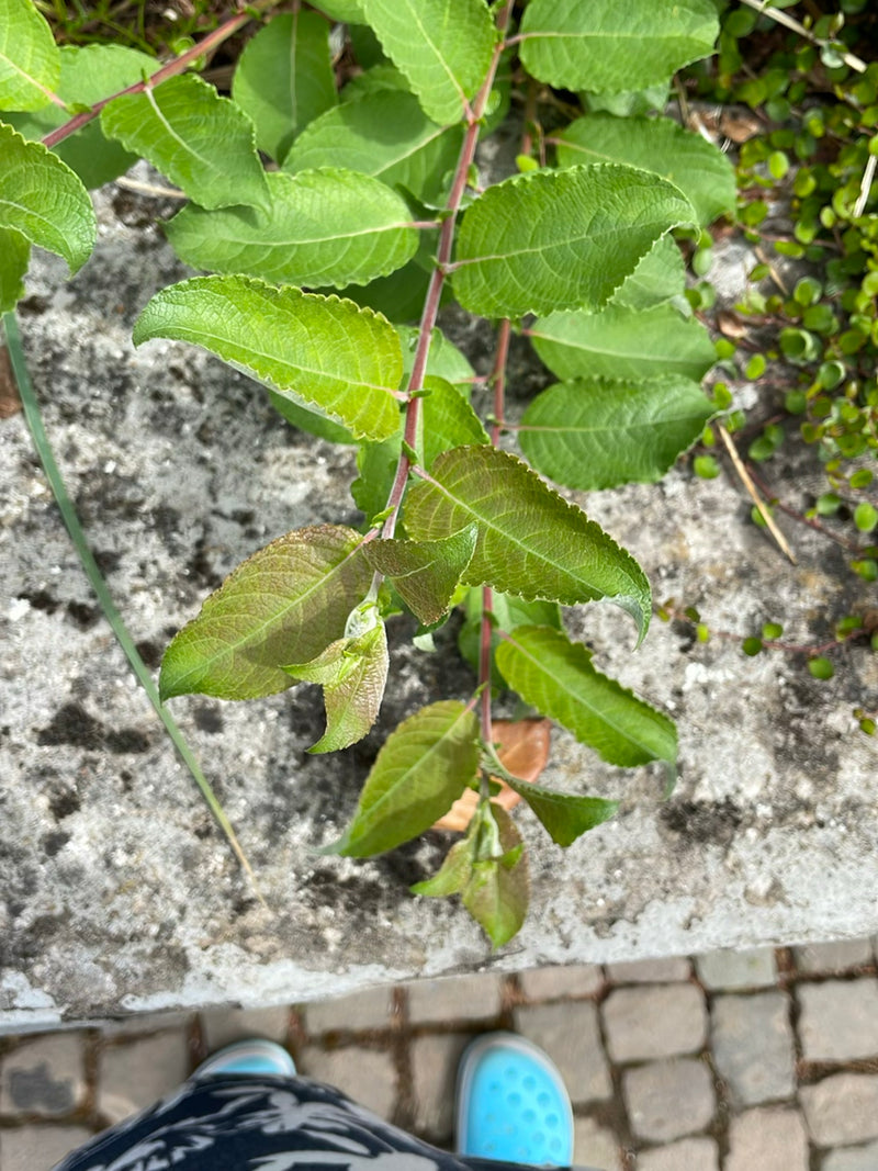 Weidenblättriger Alant — Bild 2