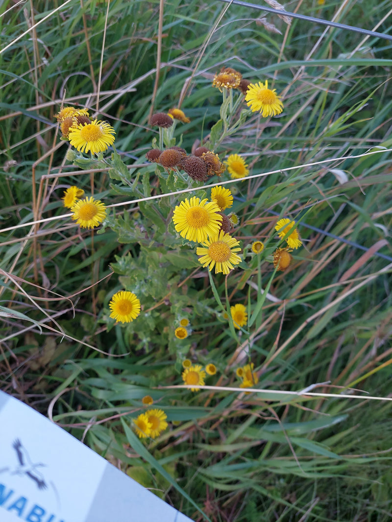 Weidenblättriger Alant — Bild 1
