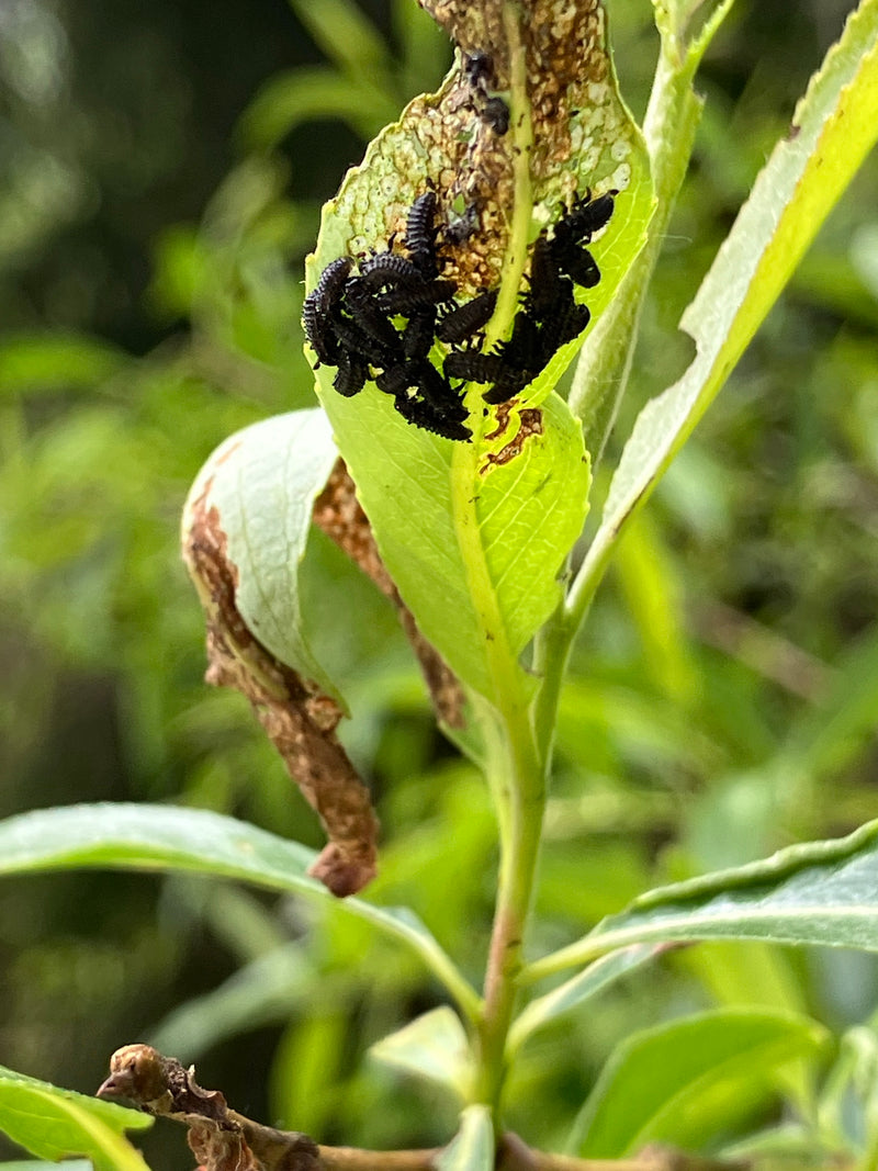 Gefleckter Weidenblattkäfer — Bild 2