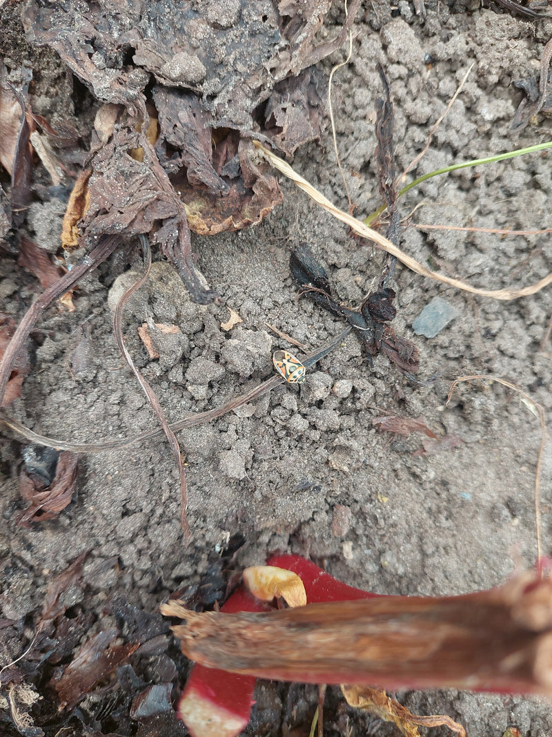 Gefleckter Weidenblattkäfer — Bild 1