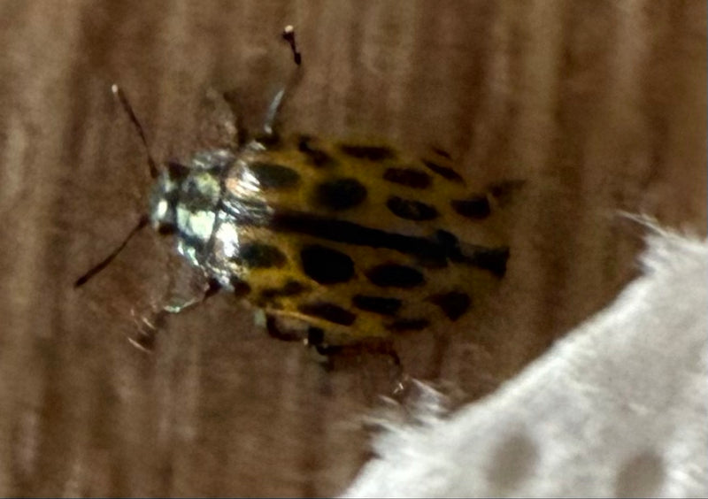 Gefleckter Weidenblattkäfer — Bild 3