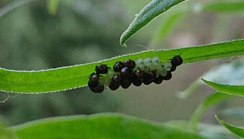 Weidenblattkäfer (Gattung) — Bild 1