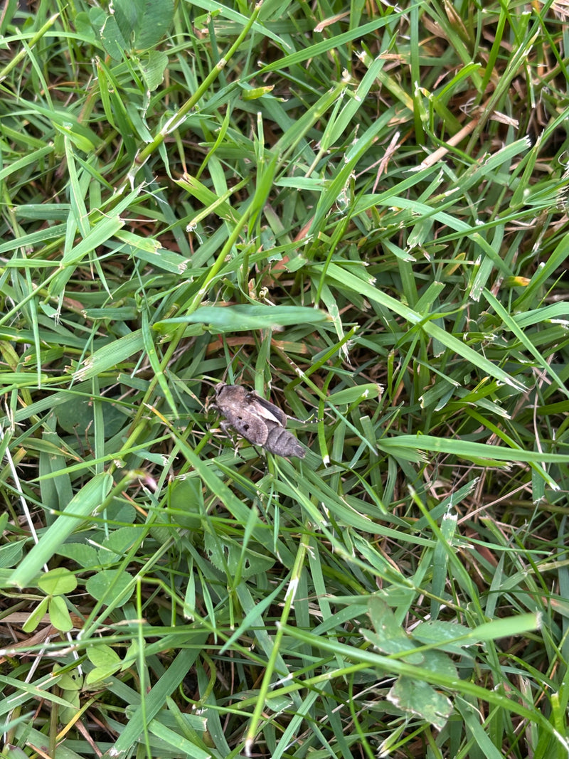 Weidenbohrer — Bild 2