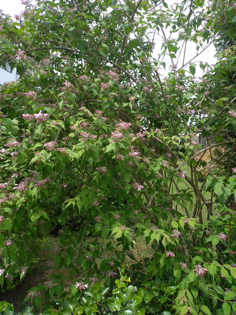 Weigelien — Bild 4