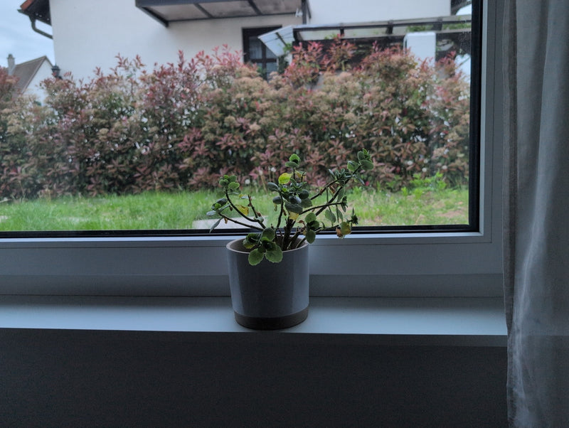 Weihrauch Pflanze — Bild 1