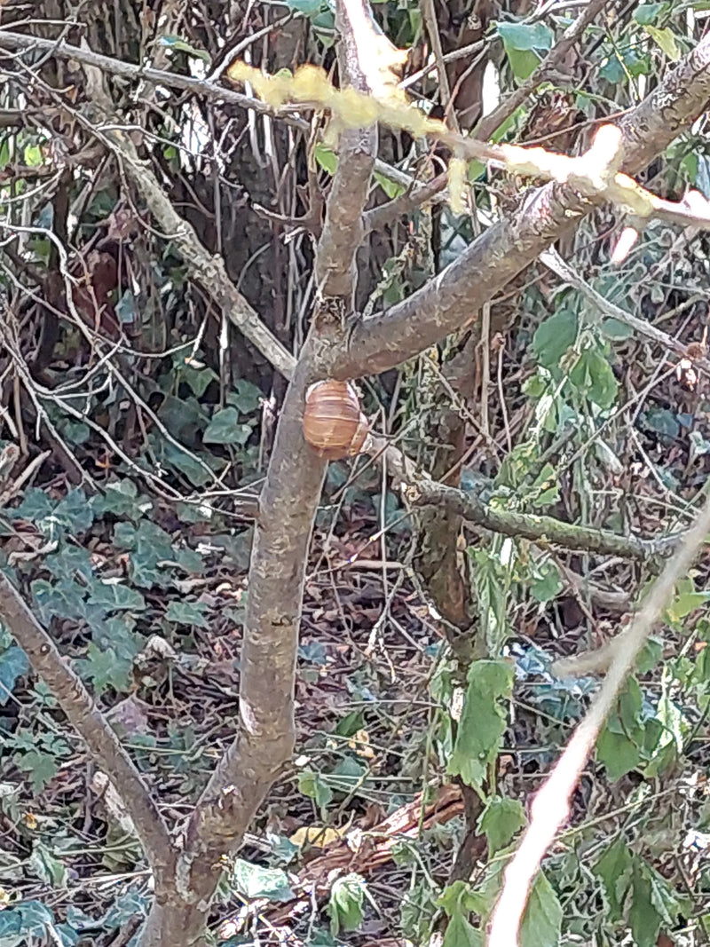Weinbergschnecke — Bild 2