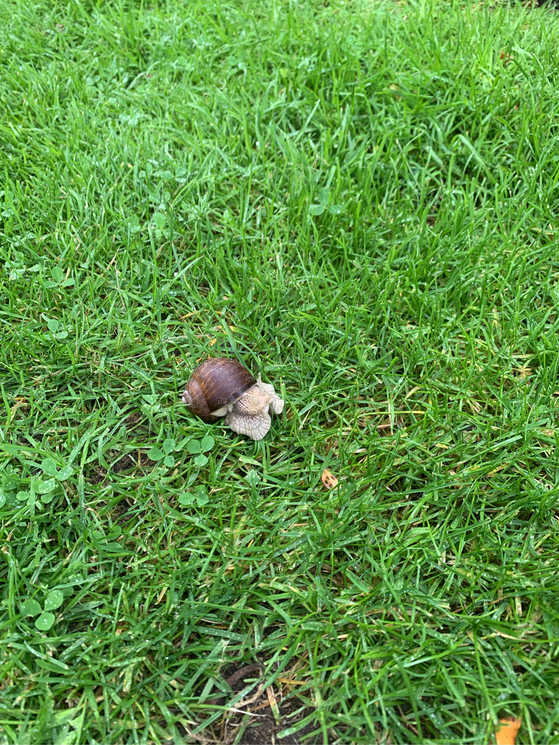 Weinbergschnecke — Bild 4