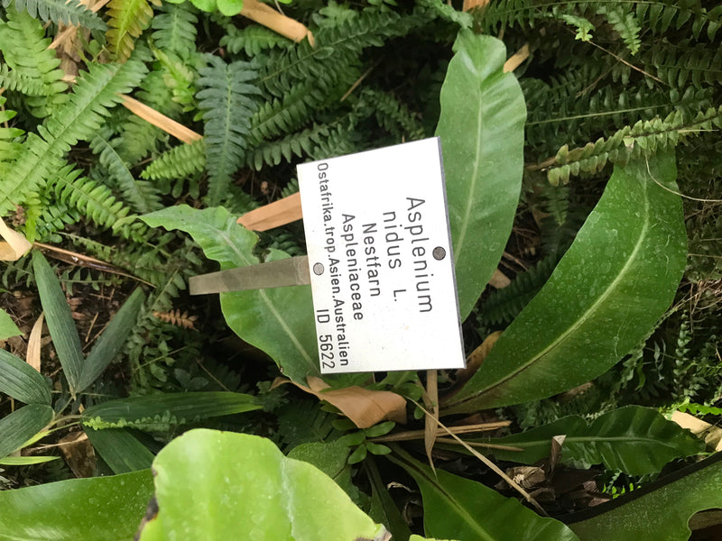 Auf dem Bild ist ein Nestfarn mit seinen typischen, ungeteilten Wedeln in einem Garten zu sehen. Davor steckt ein beschriftetes Pflanzenschild.