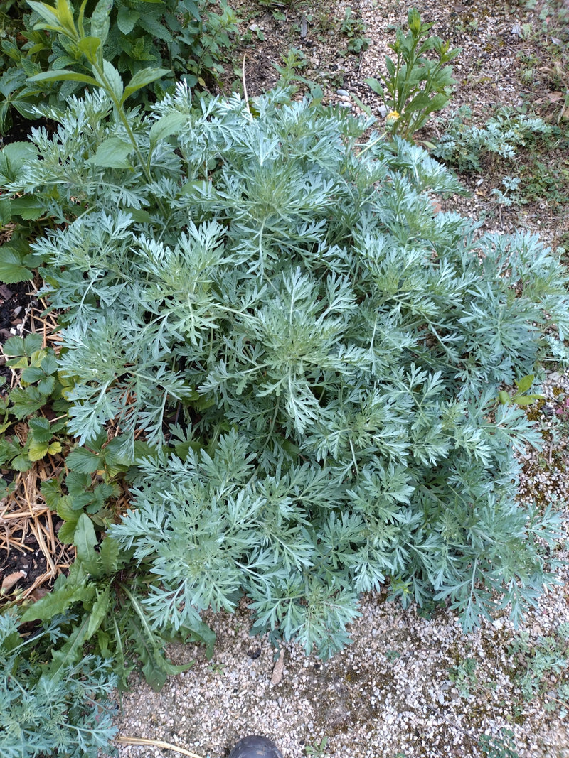 Wermutkraut — Bild 1