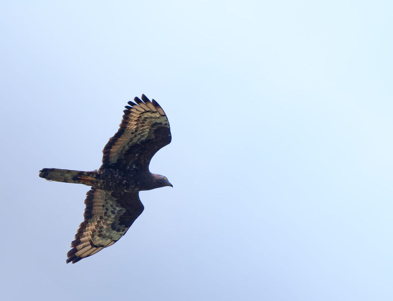 Wespenbussard — Bild 1