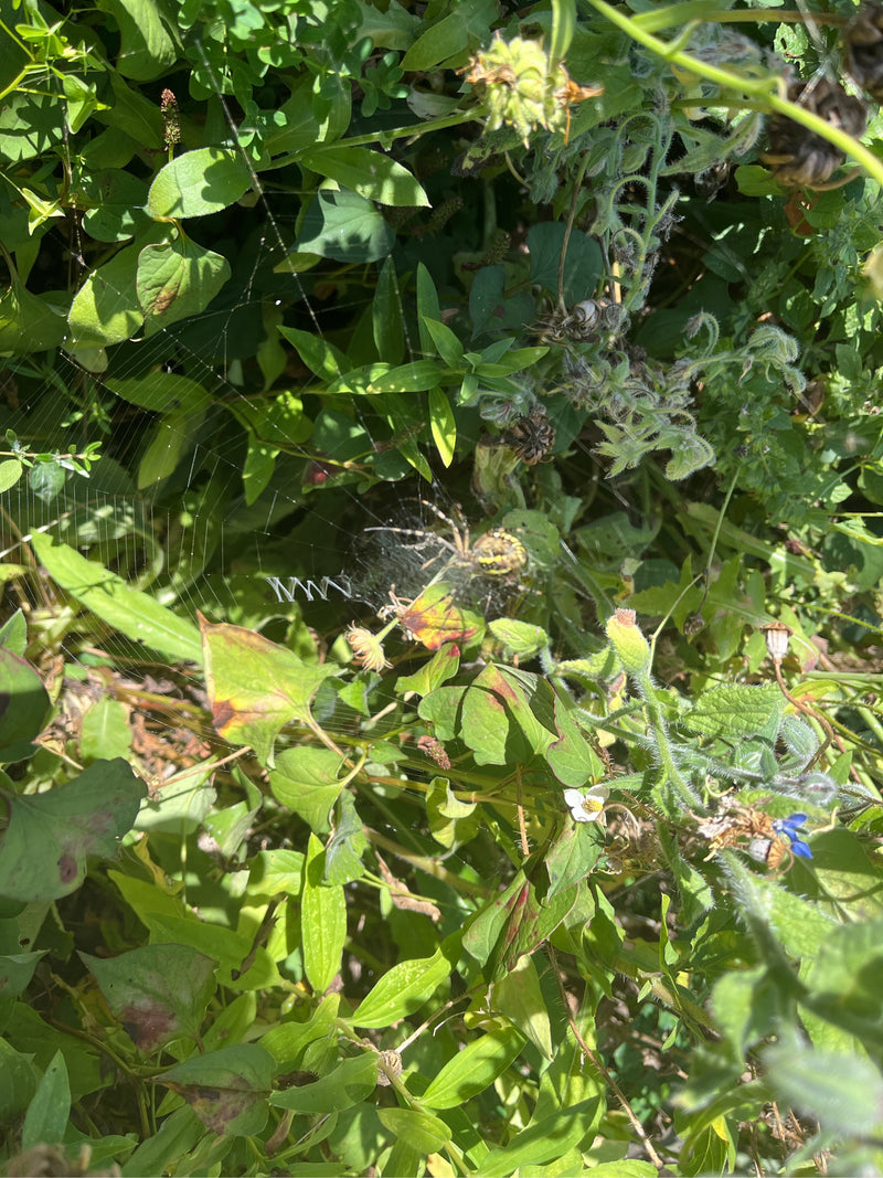 Wespenspinne — Bild 3