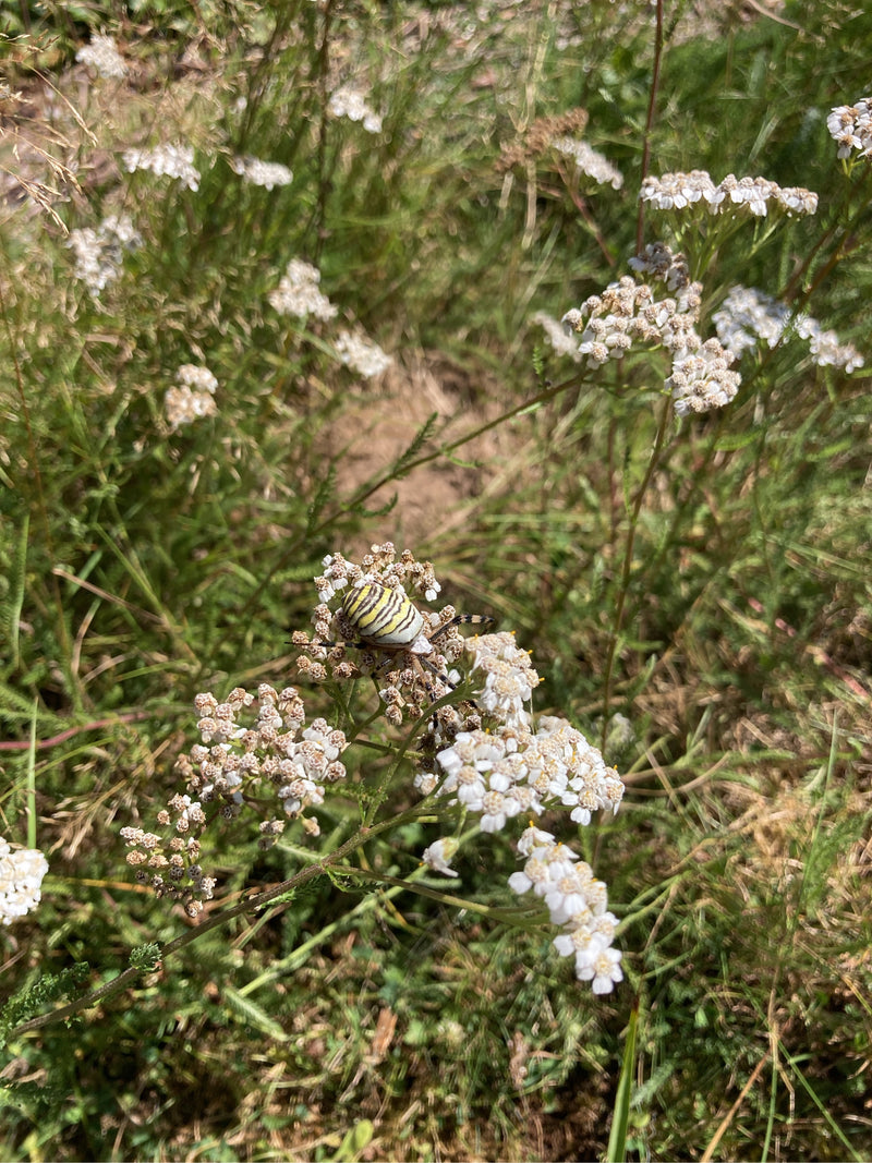 Wespenspinne — Bild 2