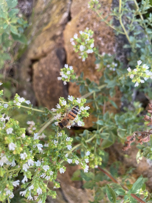 Honigbiene (Apis mellifera), 06.07.2026