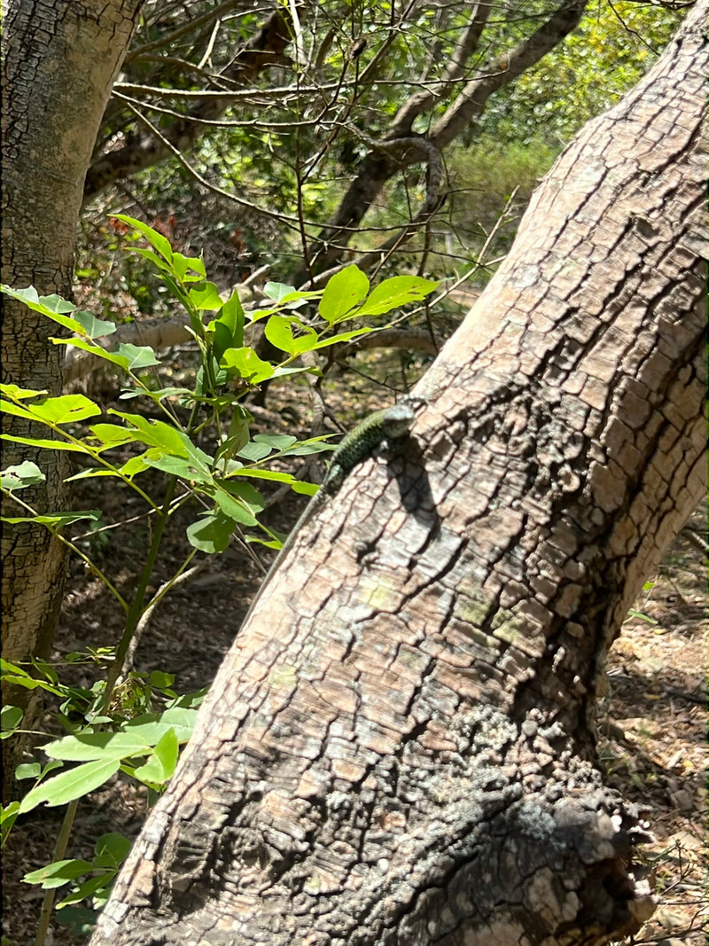 Westliche Smaragdeidechse — Bild 3