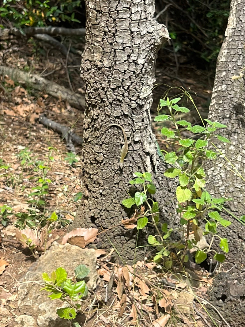 Westliche Zauneidechse — Bild 1