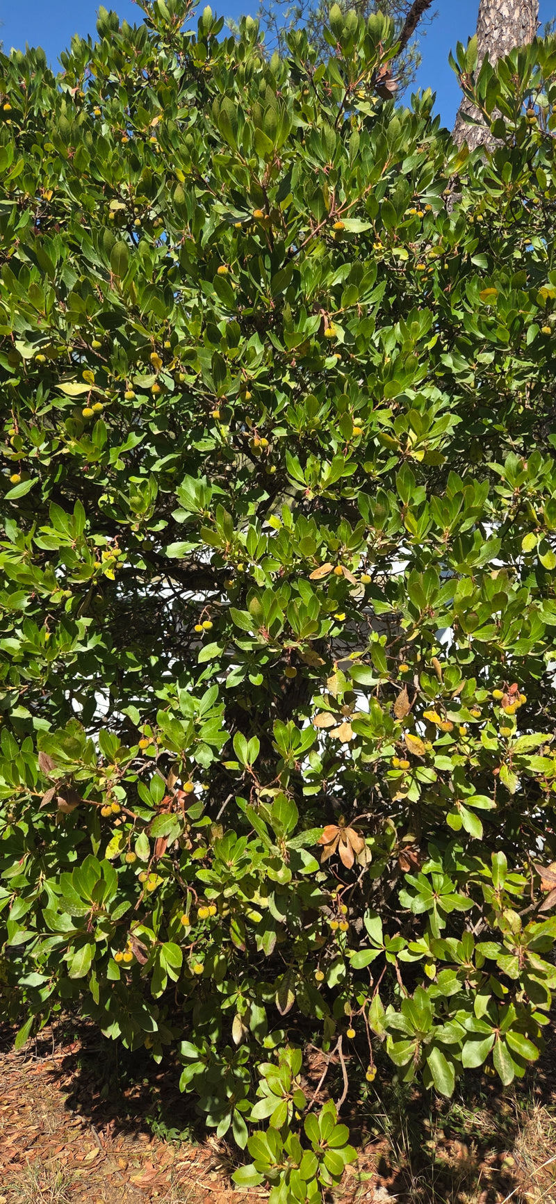 Zu sehen ist ein dichter Erdbeerbaum mit dunkelgrünen, glänzenden Blättern und vereinzelten Früchten. Der Baum steht im Sonnenlicht vor einem blauen Himmel.
