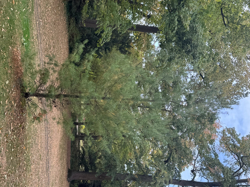 Eine junge Weymouth-Kiefer steht auf einer Rasenfläche inmitten eines Parks, umgeben von größeren Laubbäumen.