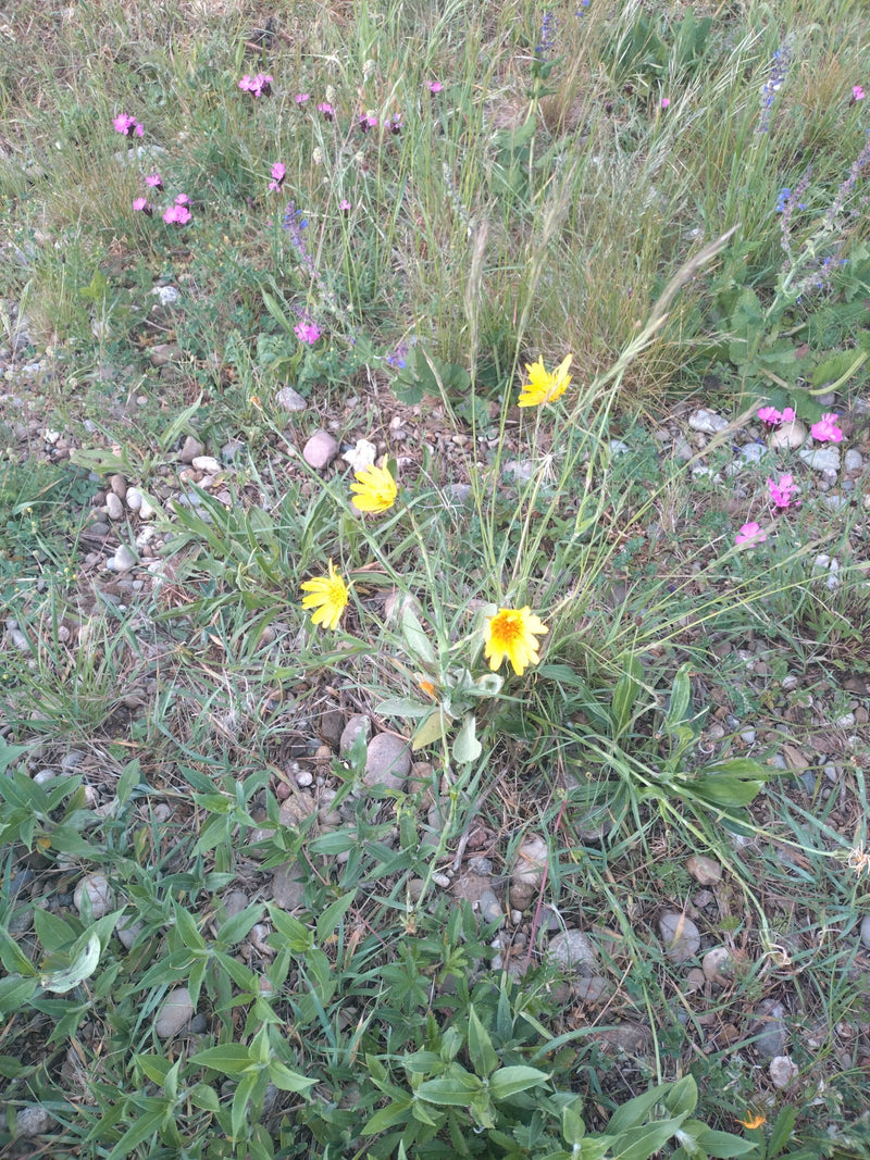 Wiesen-Bocksbart — Bild 2