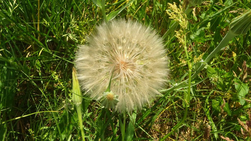 Wiesen-Bocksbart — Bild 1