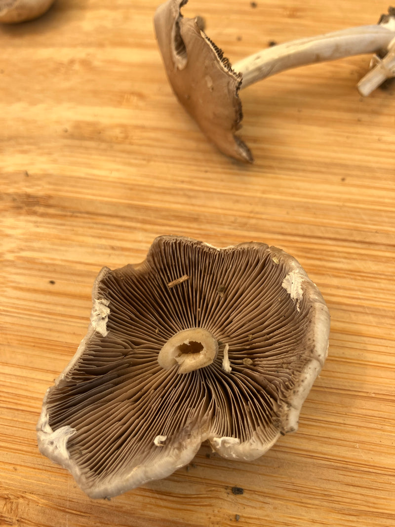Wiesen-Champignon — Bild 4