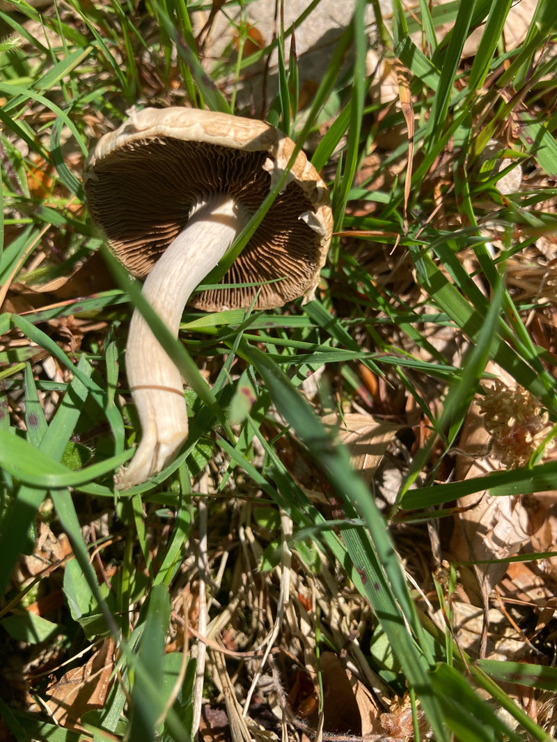 Wiesen-Champignon — Bild 2