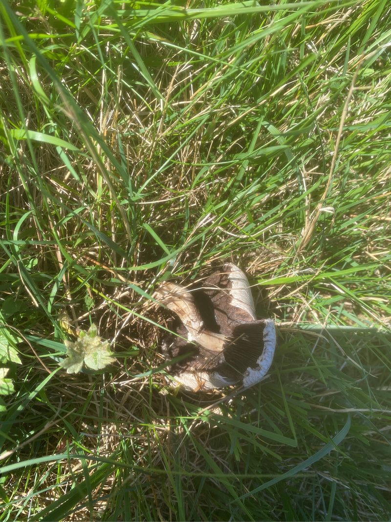Ein Wiesen-Champignon liegt mit sichtbaren dunklen Lamellen und Stiel im dichten Gras.