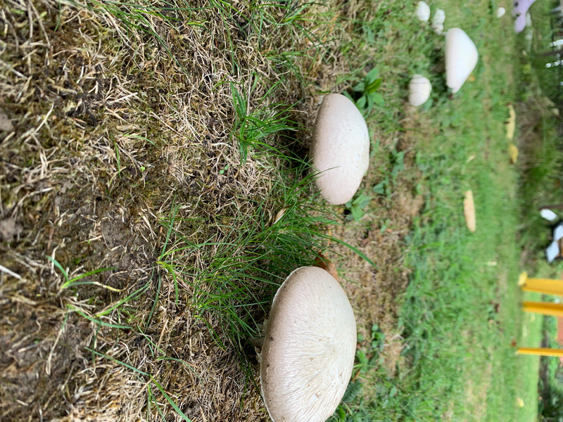 Wiesen-Champignon — Bild 5 von 21