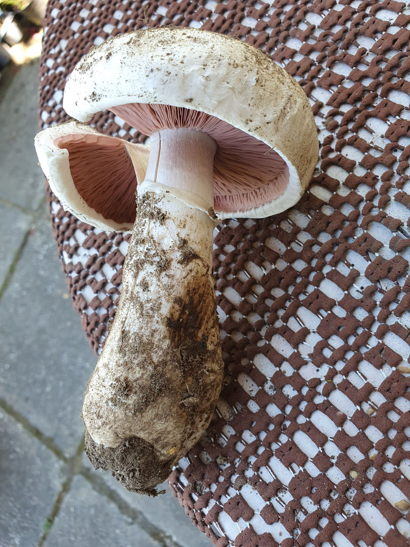 Wiesen-Champignon — Bild 3