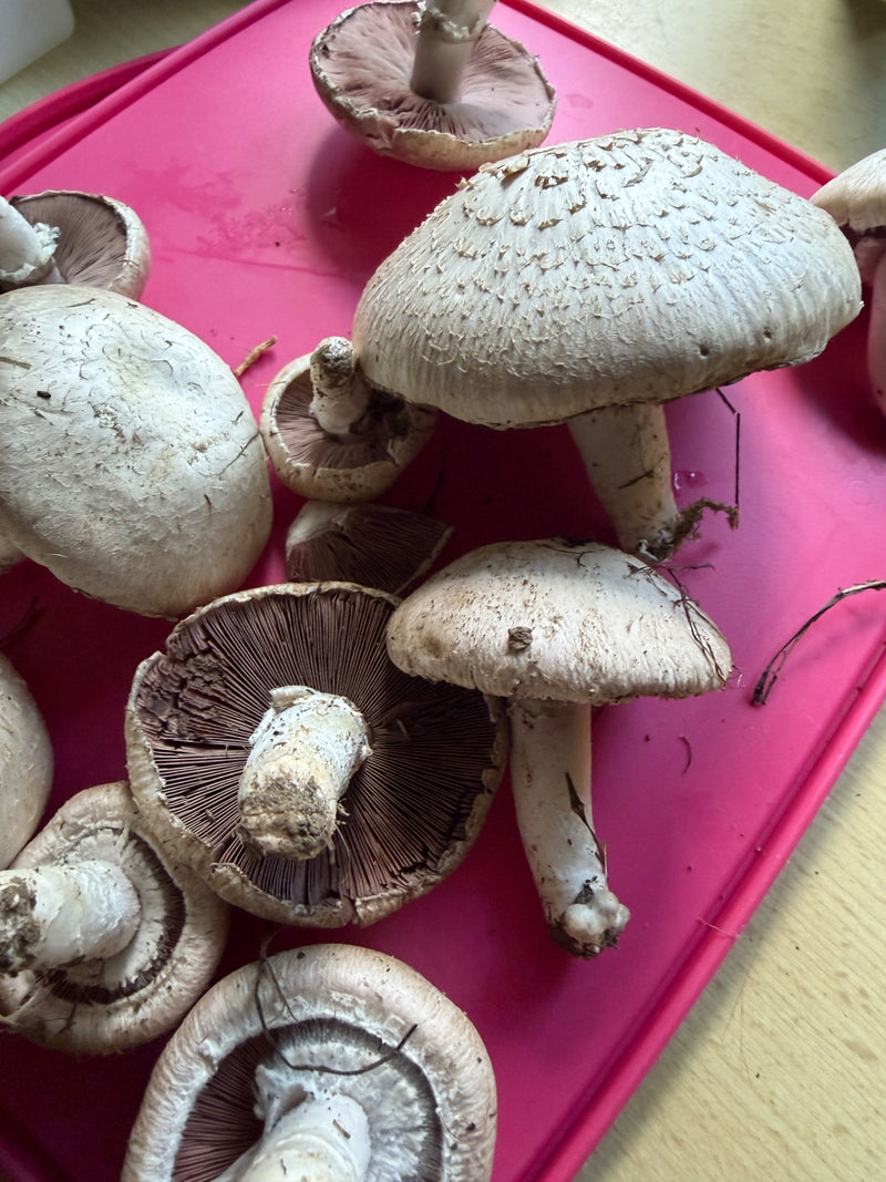 Wiesen-Champignon — Bild 5