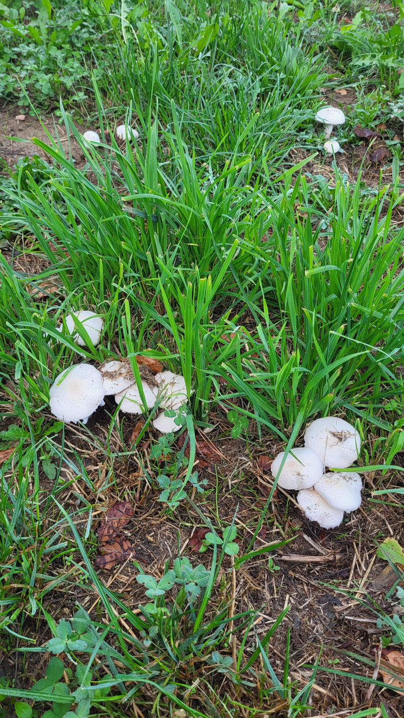 Wiesen-Champignon — Bild 1