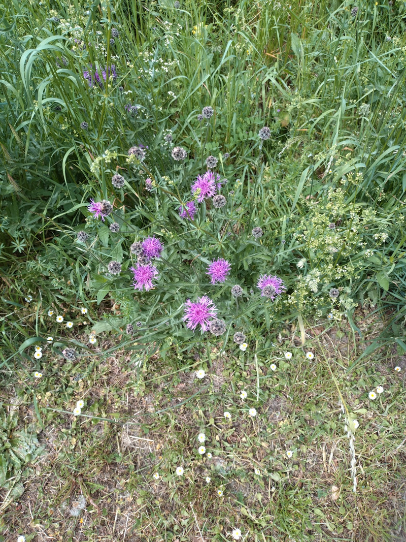 Wiesen-Flockenblume — Bild 5