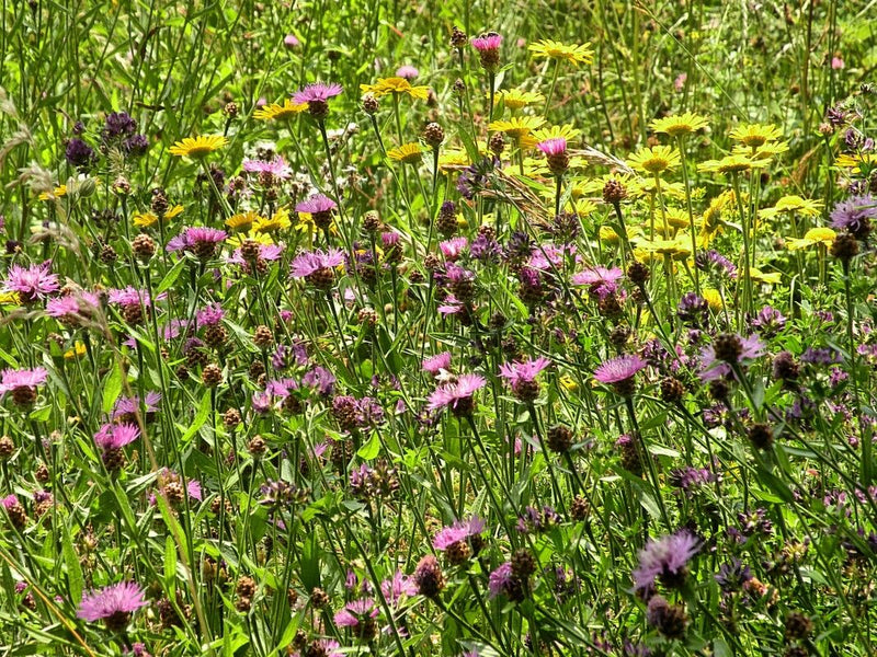 Wiesen-Flockenblume — Bild 4