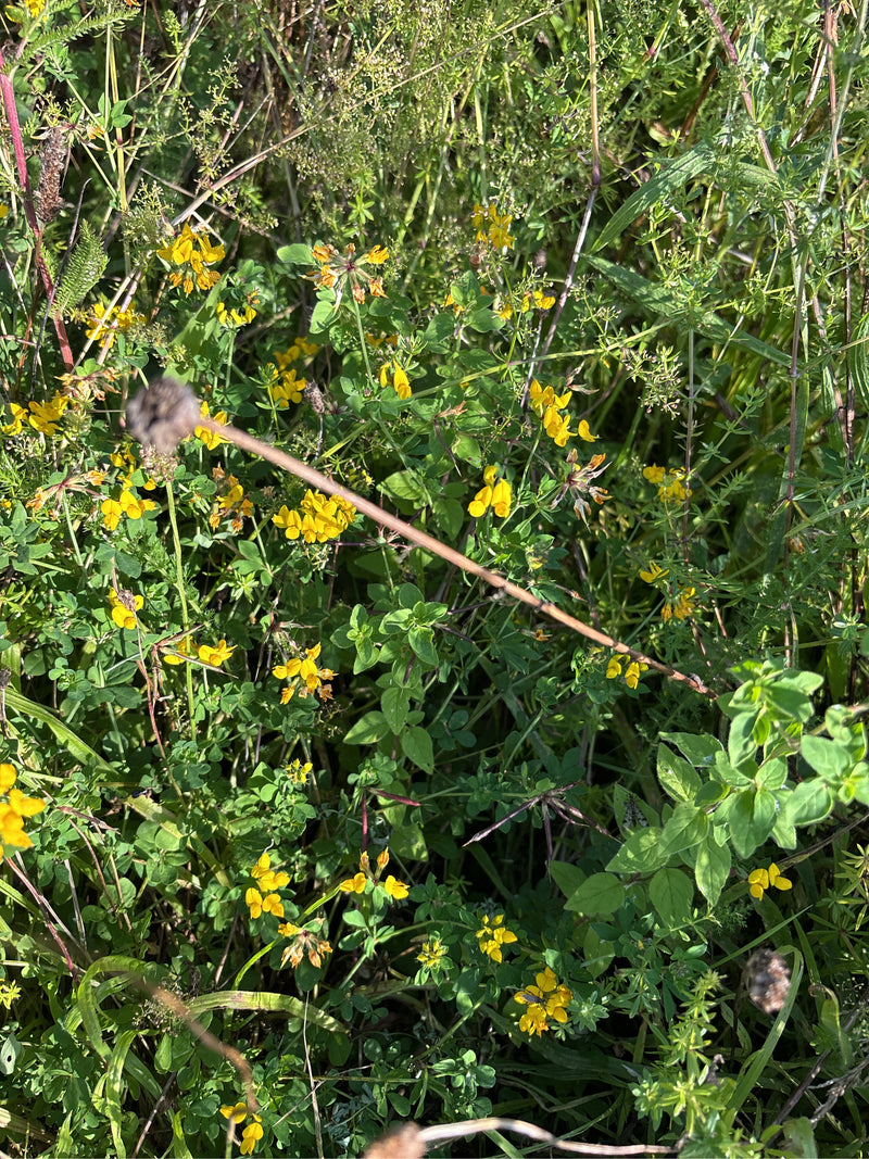 Wiesen-Flockenblume — Bild 2