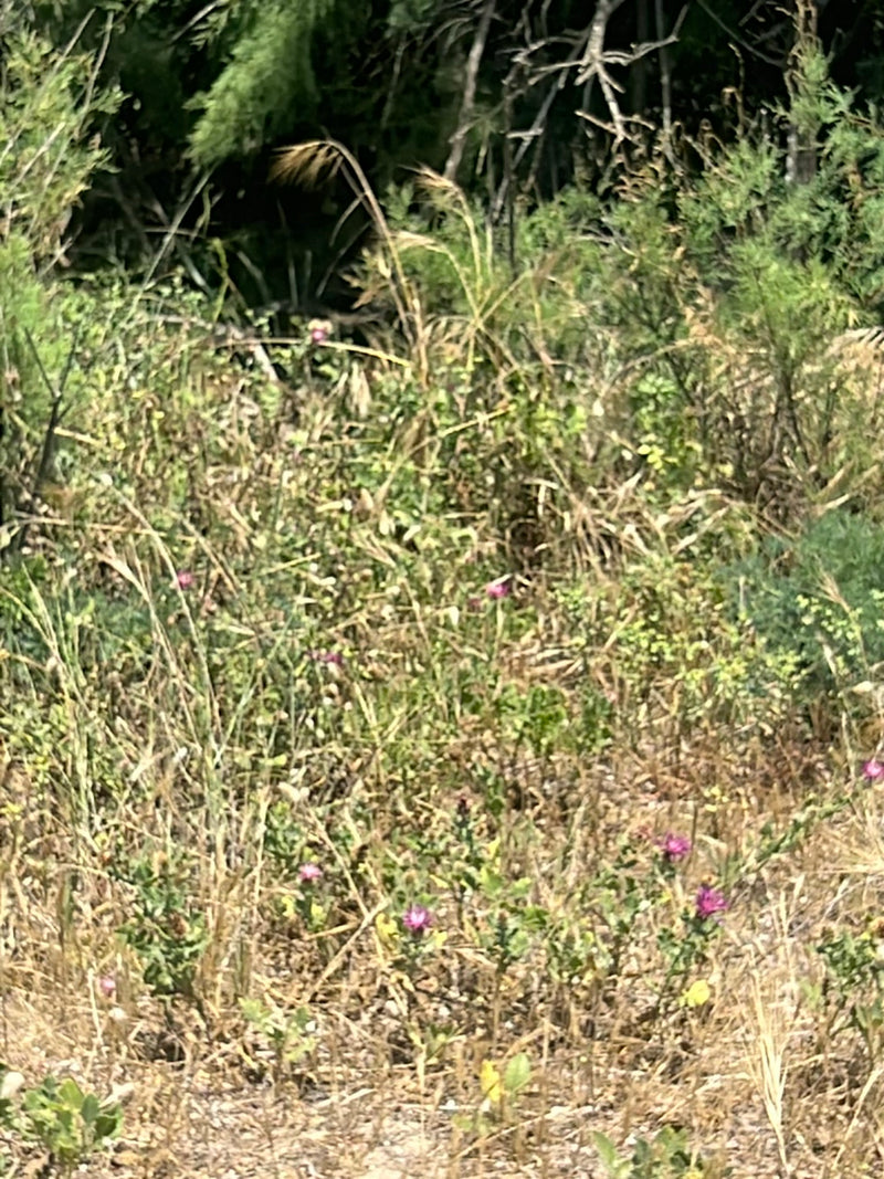 Wiesen-Flockenblume — Bild 1