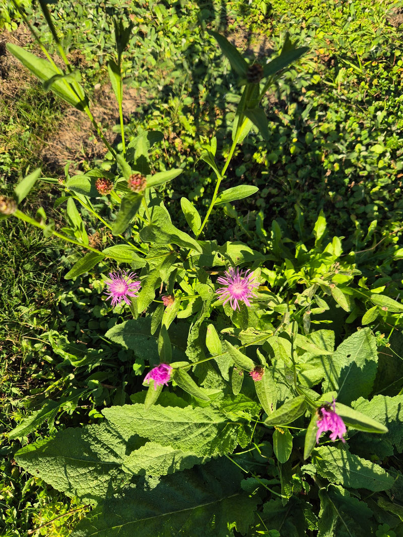 Eine blühende Wiesen-Flockenblume mit mehreren rosa-violetten Blütenkörbchen wächst inmitten einer sonnigen Wiesenvegetation.