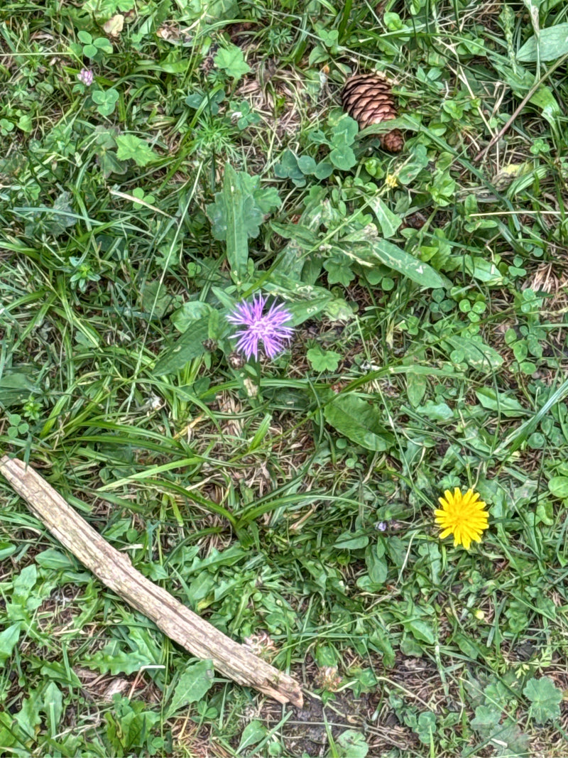 Wiesen-Flockenblume — Bild 3