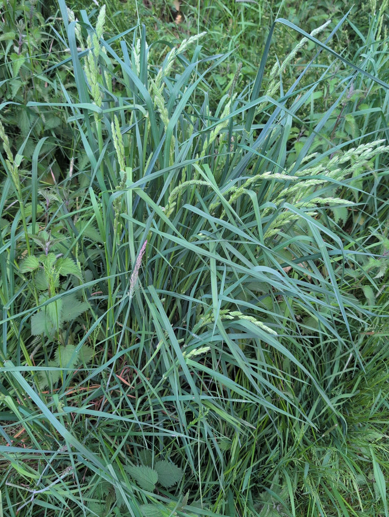 Wiesen-Fuchsschwanz — Bild 1