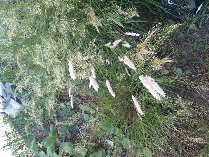 Wiesen-Fuchsschwanz — Bild 3