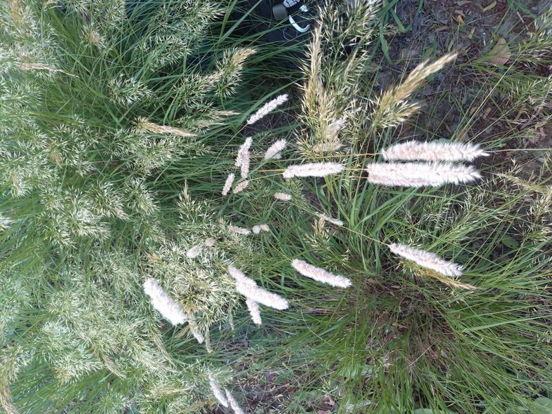 Wiesen-Fuchsschwanz — Bild 2