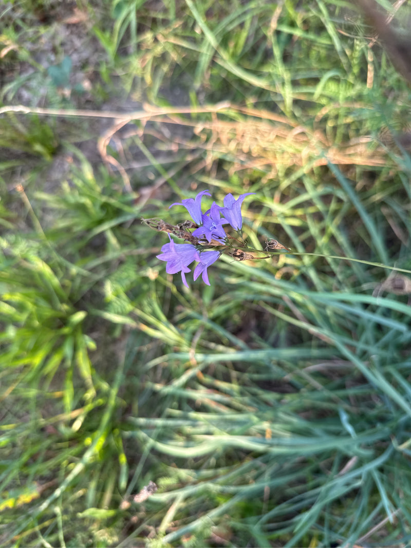 Ausgebreitete Glockenblume — Bild 3