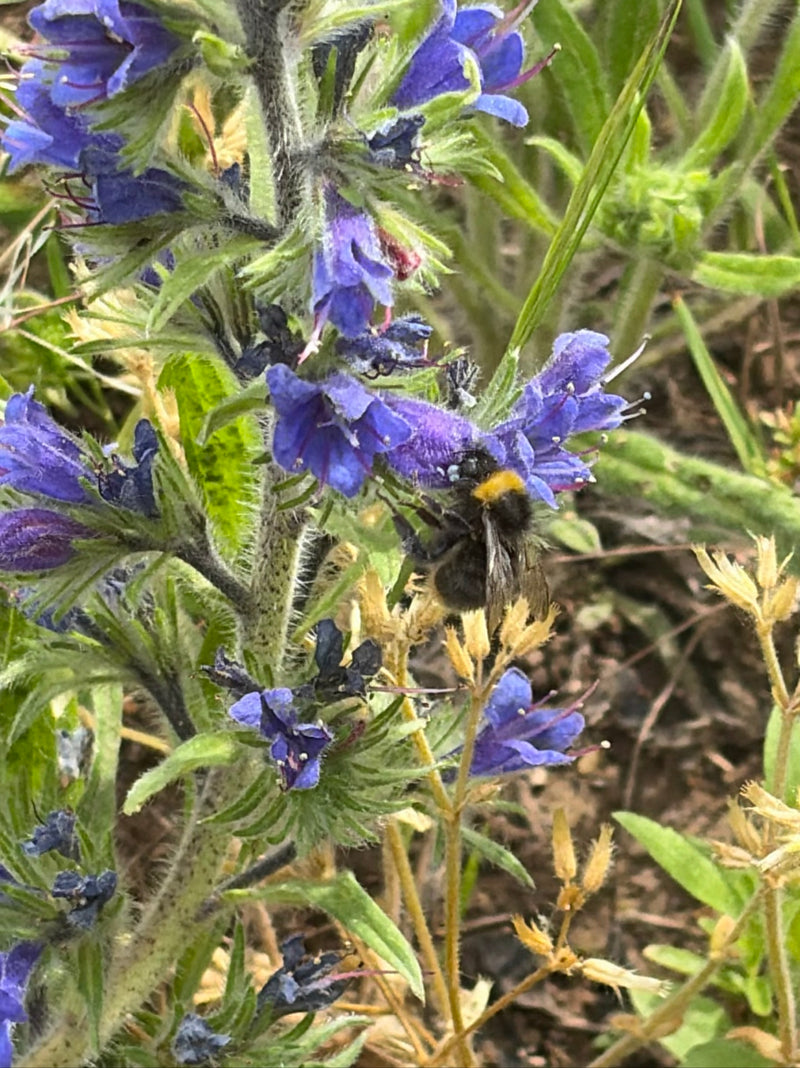 Wiesenhummel — Bild 4