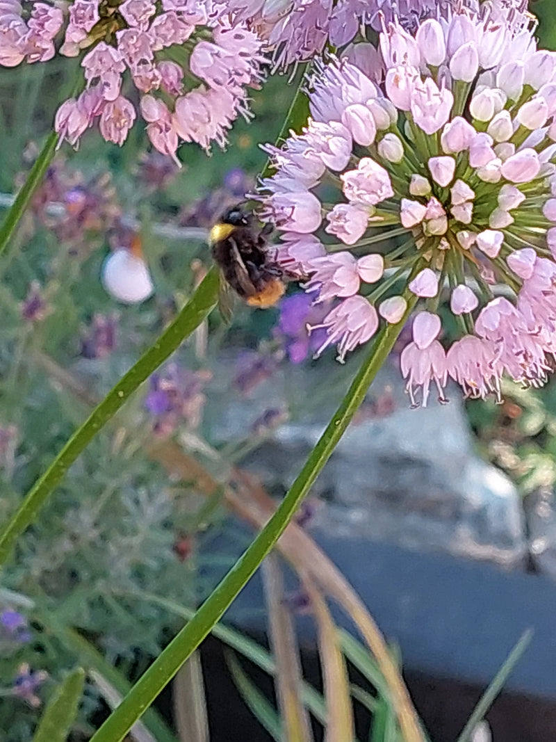 Wiesenhummel — Bild 3
