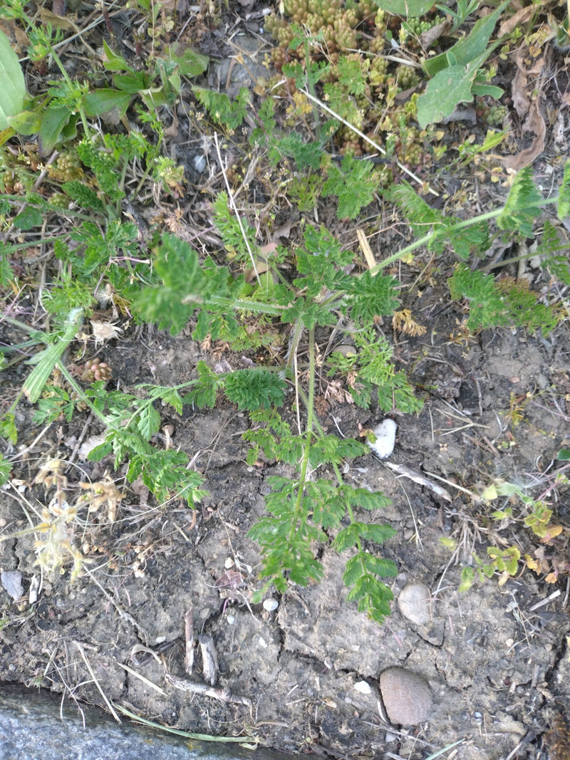 Wiesen-Kerbel — Bild 2