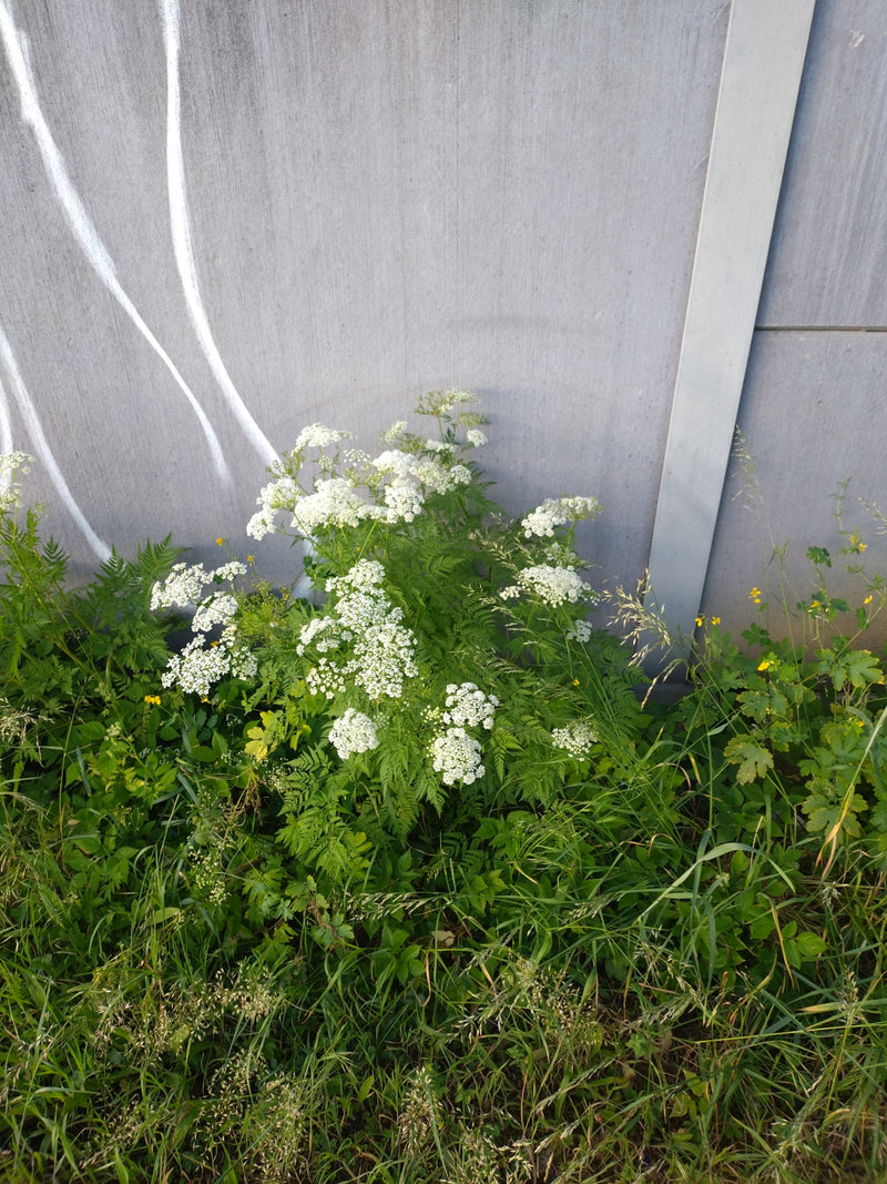 Wiesen-Kerbel — Bild 3