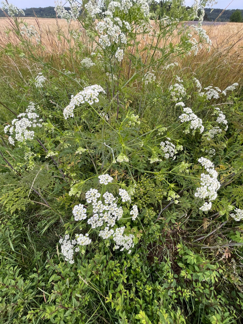 Wiesen-Kerbel — Bild 1