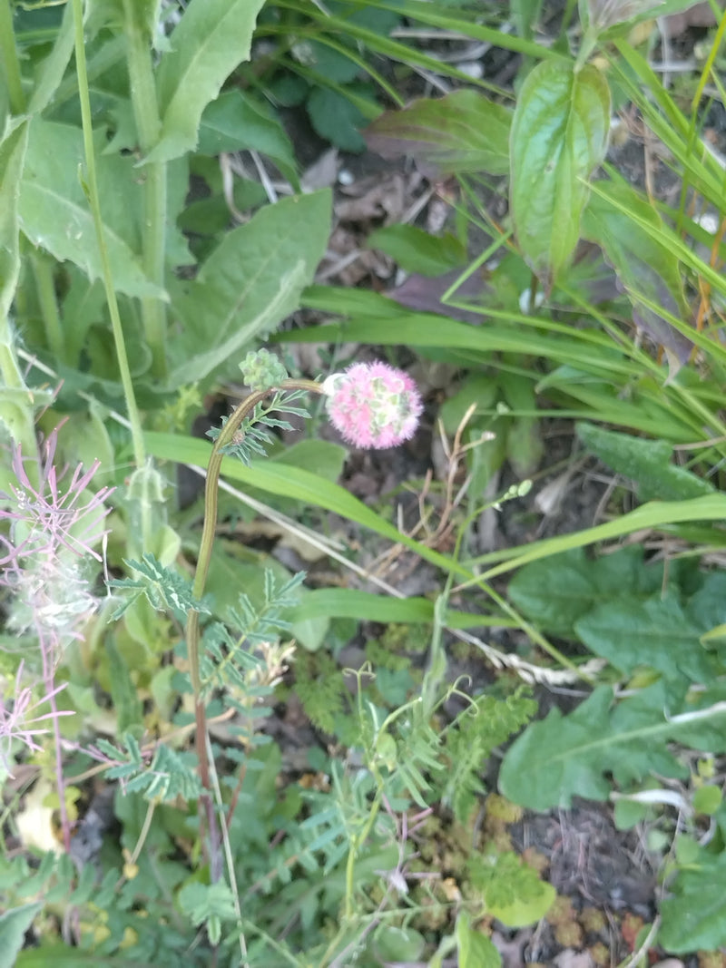 Pimpinelle — Bild 4