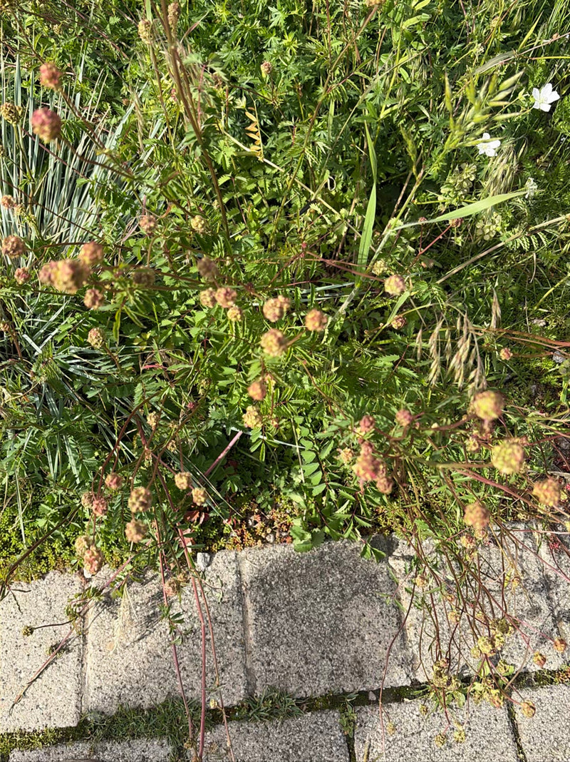 Pimpinelle — Bild 1