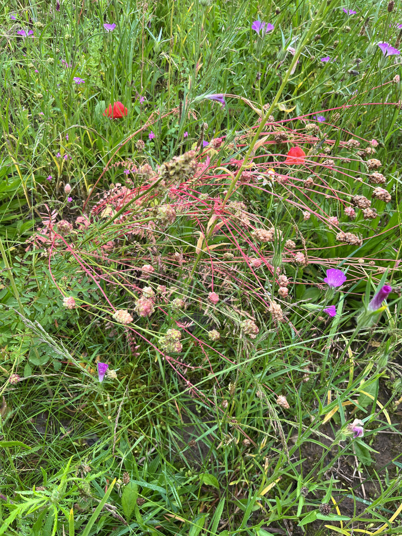Pimpinelle — Bild 2