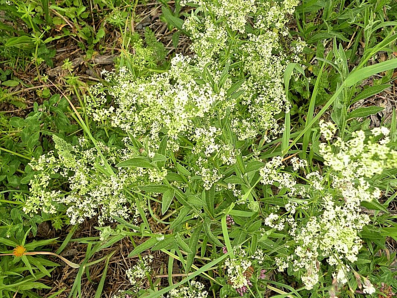 Wiesen-Labkraut — Bild 2